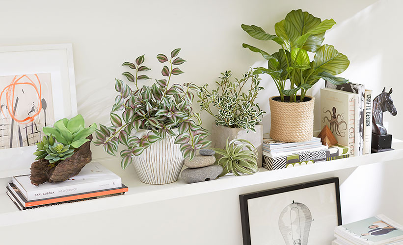 5 Pet Friendly Indoor Plants | Pottery Barn 5 Pet Friendly Indoor Plants | Pottery Barn