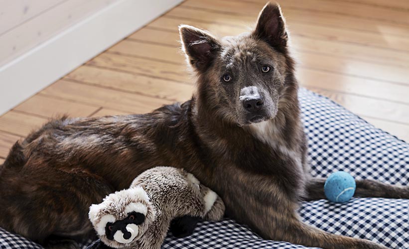 How to Choose a Pet-Friendly Sofa How to Choose a Pet-Friendly Sofa