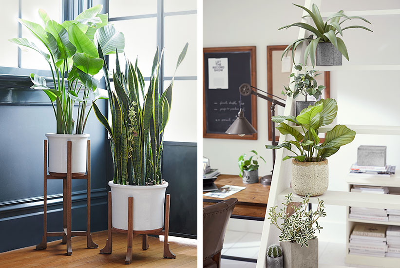 How To Care For Indoor Plants Pottery Barn