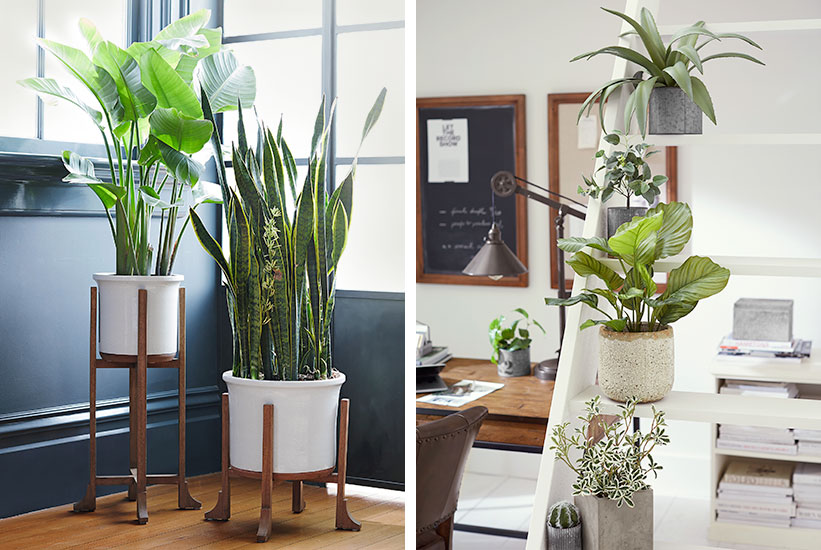 How to Care for Indoor  Plants  Pottery Barn
