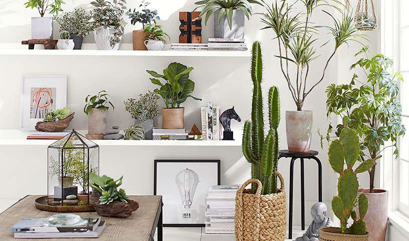 7 Indoor Plant Ideas to Bring Outside In 7 Indoor Plant Ideas to Bring Outside In