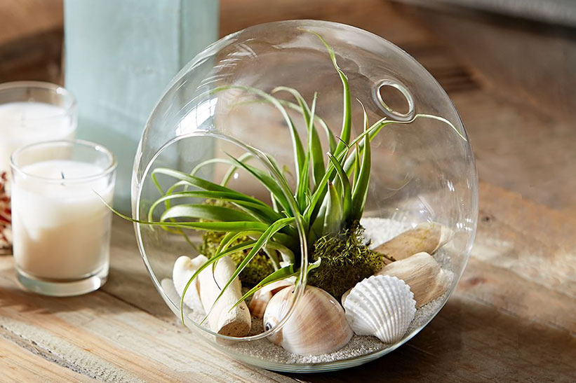The New Succulent: 5 Tips for Decorating with Air Plants The New Succulent: 5 Tips for Decorating with Air Plants