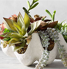 Artificial Flowers Faux Silk Pottery Barn Succulents