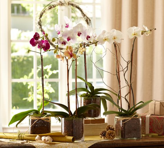 Live Phalaenopsis Orchid In Glass Vase | Pottery Barn