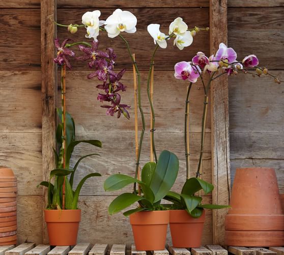 Live Phalaenopsis Orchid in Terra Cotta Pot Pottery Barn