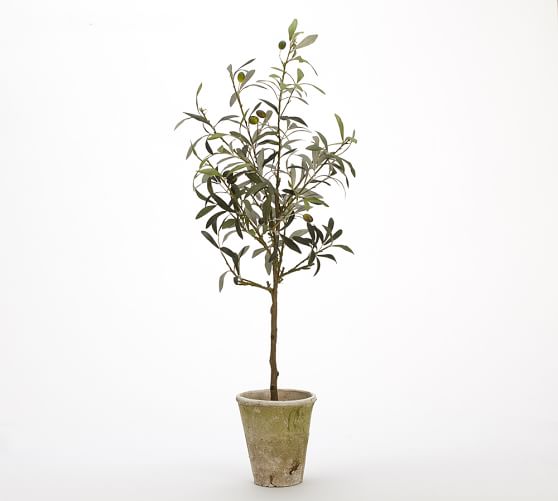 Small Potted Olive Tree Pottery Barn