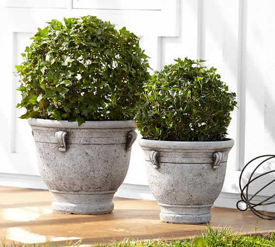 Live Ivy Globe Topiary Pottery Barn