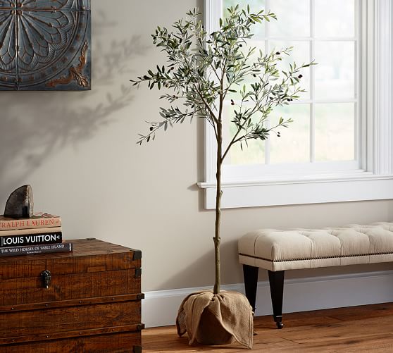 Potted Olive Tree Pottery Barn