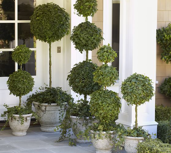 Live Ivy Ball Topiary on Stem Pottery Barn