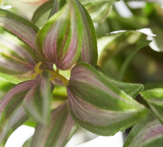 Faux Potted Wandering Gypsy Houseplant Pottery Barn