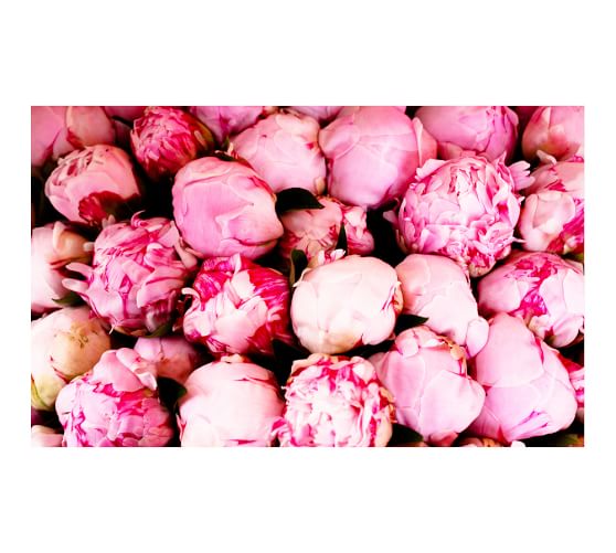 Pink Peonies Framed Print By Rebecca Plotnick Pottery Barn Pink Peonies Framed Print By Rebecca Plotnick