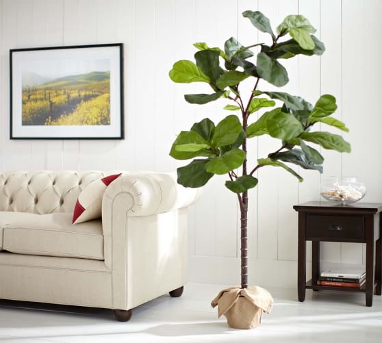 Faux Potted Fiddle Leaf Trees Pottery Barn Faux Potted Fiddle Leaf Trees