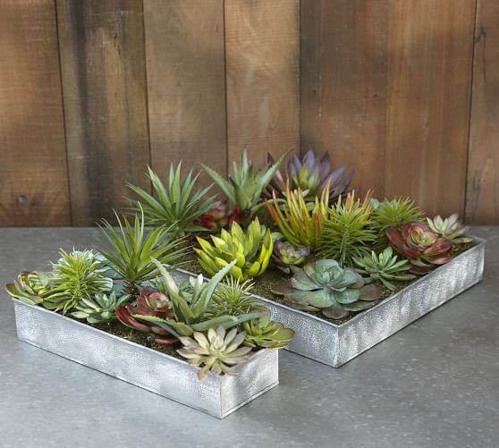 Faux Succulent Garden Pottery Barn