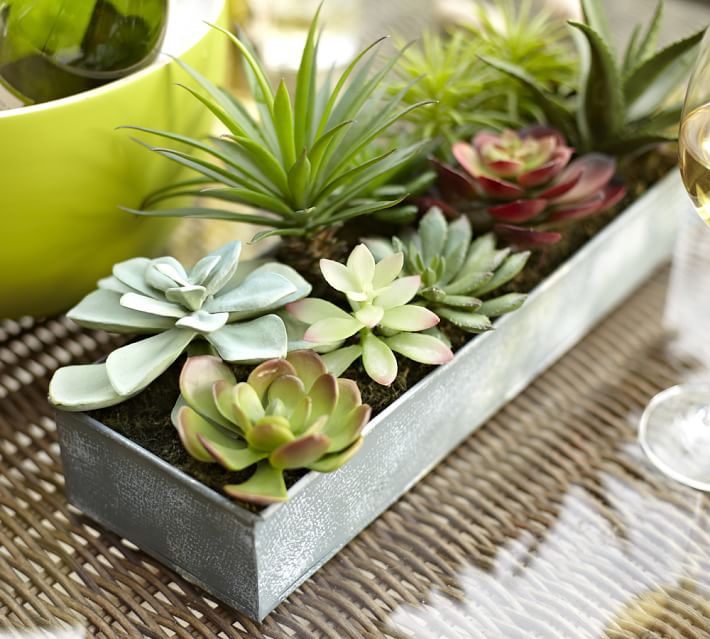 Faux Succulent Garden Pottery Barn
