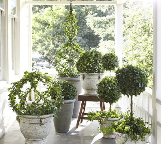 Live Ivy Spiral Topiary Pottery Barn