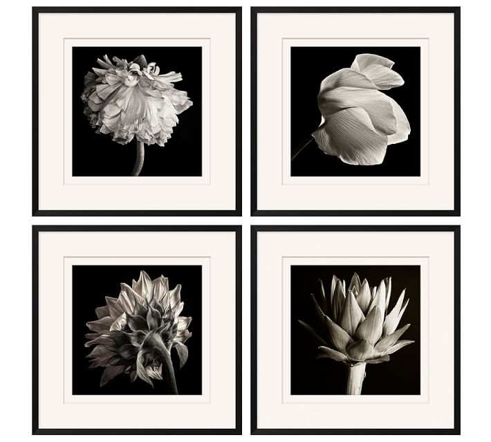 Flower black white framed print pottery barn Flower black white framed print pottery barn