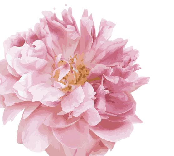 Beautiful Peony Wall Decal Pottery Barn