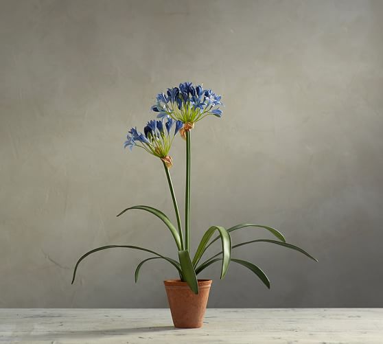 Faux Potted Agapanthus Blue Pottery Barn
