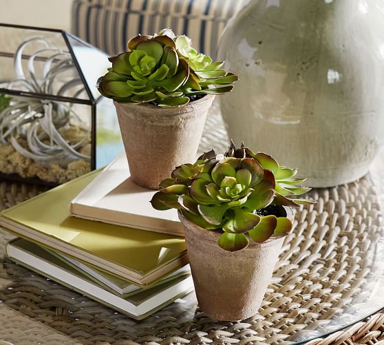 Potted Faux Echeveria Succulent | Pottery Barn