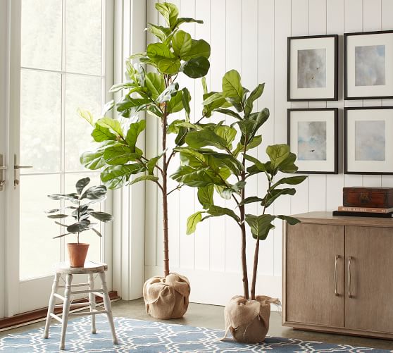 Faux Potted Fiddle Leaf Trees | Pottery Barn