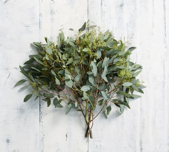 Live Seeded Eucalyptus Bunches Pottery Barn
