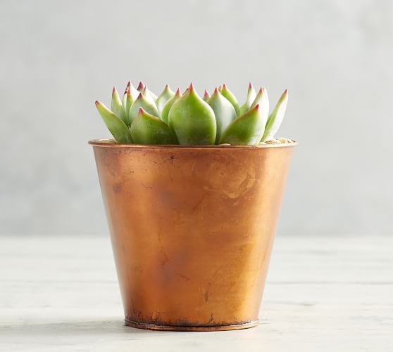 Live Succulents in Metal Planters Pottery Barn