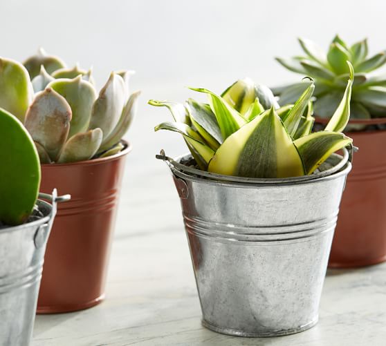 Live Succulents in Metal Planters Pottery Barn