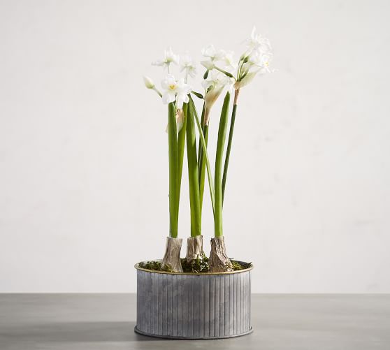 Faux Potted Paperwhites Pottery Barn
