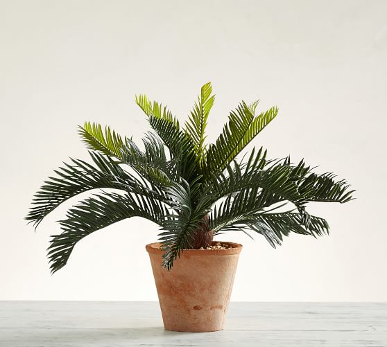 Faux Potted Sago Palm Tree Pottery Barn