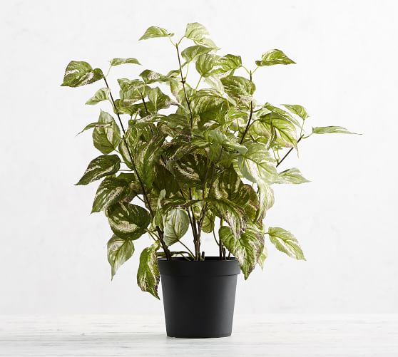 Faux Potted Coleus Houseplant Pottery Barn