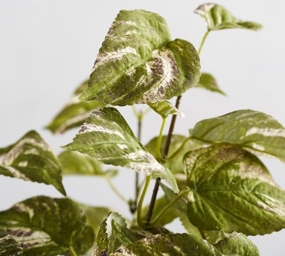 Faux Potted Coleus Houseplant Pottery Barn