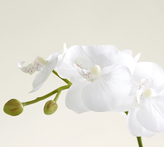 Faux Orchid In Glass Pot Pottery Barn Roll Over Image To Zoom