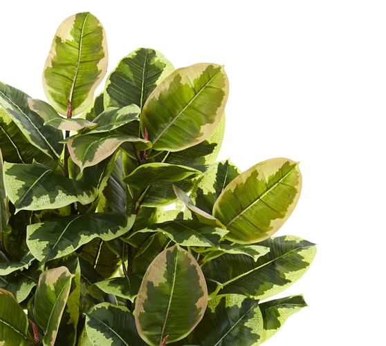 Faux Potted Variegated Rubber Leaf Plant - White Tower ...