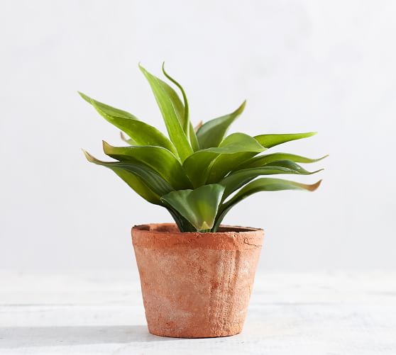 Faux Potted Red Tipped Agave Succulent Pottery Barn Faux Potted Red Tipped Agave Succulent