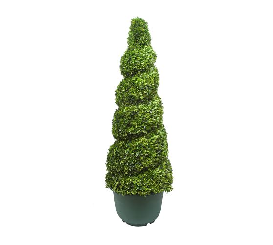 live boxwood topiary outdoor