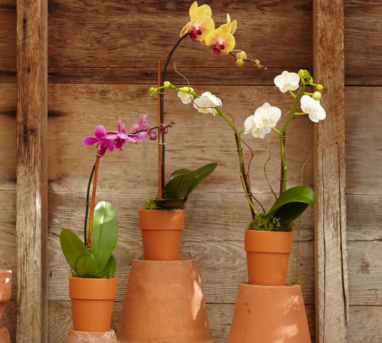 Live Mini Phalaenopsis Orchid in Terra Cotta Pot Pottery Barn