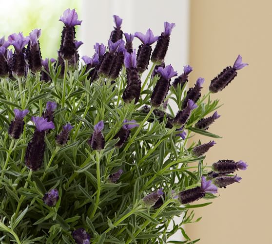 Live Lavender Plant in Moss Pot Pottery Barn