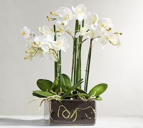 orchid faux square vase arrangement phalaenopsis potted potterybarn mini arrangements flowers