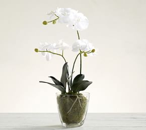 orchid faux pot glass potted mini