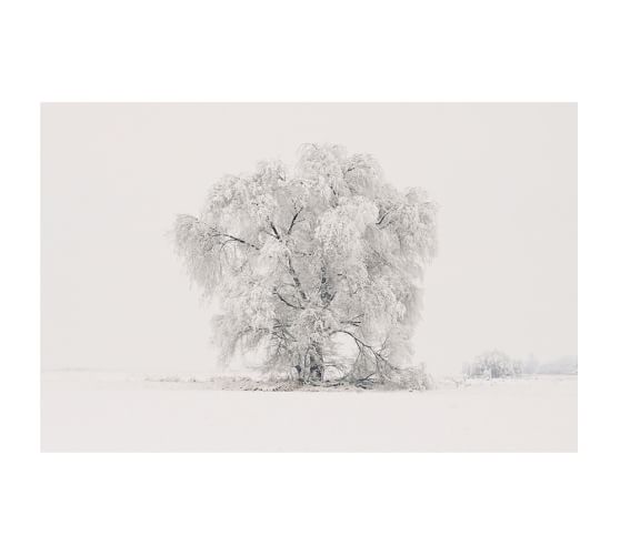 Winter Tree Framed Print By Jennifer Meyers