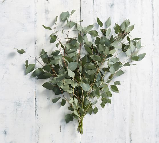 Fresh Silver Dollar Eucalyptus Bunches Pottery Barn