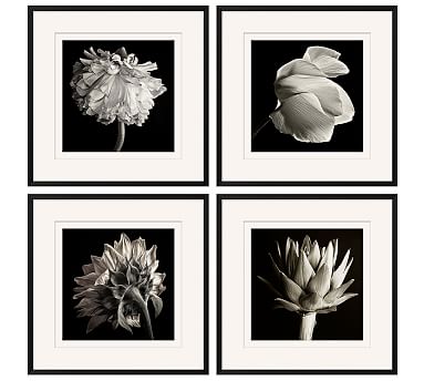 Flower Black & White Framed Print | Pottery Barn