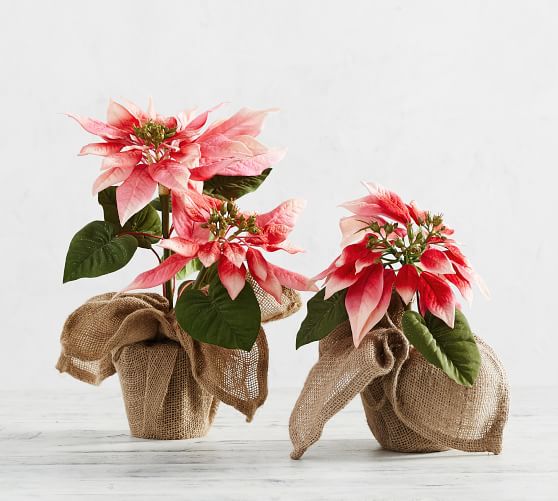Faux Potted Pink Poinsettia Pottery Barn