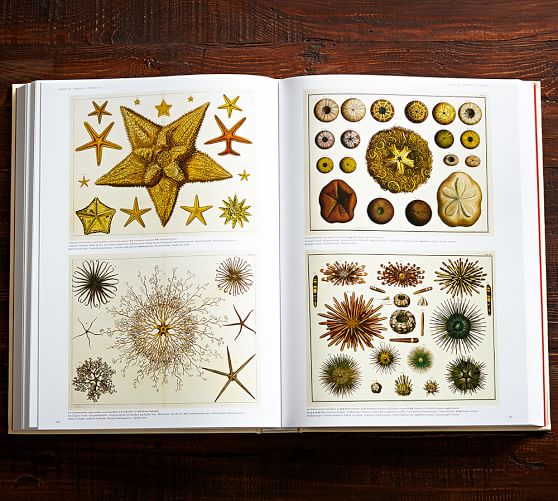 Cabinet Of Natural Curiosities By Albertus Seba Pottery Barn