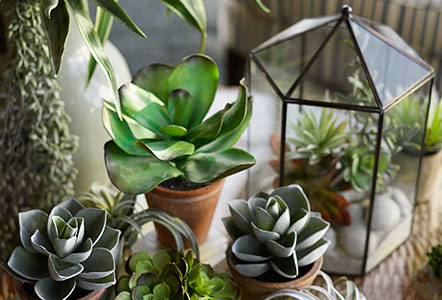 Succulent Terrarium Workshops