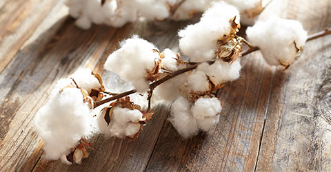 Cotton Initiative Cotton Initiative